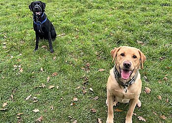 Stafford dog walkers Chase Canines image 1