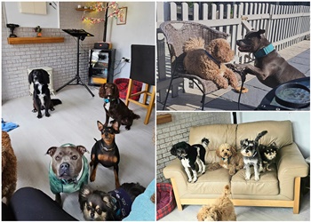 Cherished Pets of Brentwood