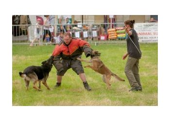 chester dog trainers cheshire canine services
