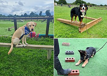 Cheshire Canine Services Real Dog Training