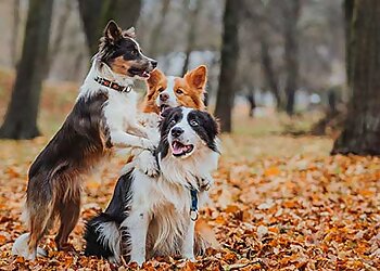 Cheshire Dog Services Ltd