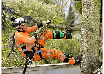 3 Best Tree Services in Doncaster, UK - Expert Recommendations