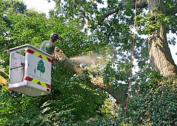 Christopher Hoare Tree Services Ltd