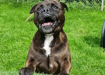 Cilfynydd Boarding Kennels and Cattery
