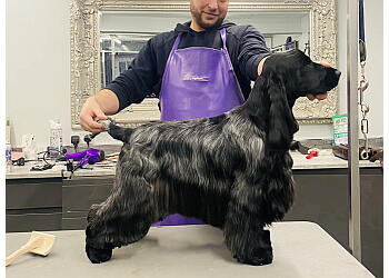 Classie Dog Grooming