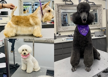Classie Dog Grooming