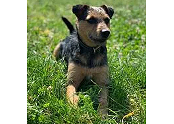 Clearway Kennels