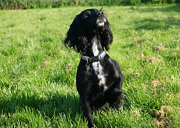 Clearway Kennels