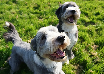 Clearway Kennels Clearway Kennels