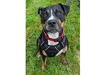 Clever Canines Dog Training