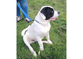 Clever Canines Dog Training