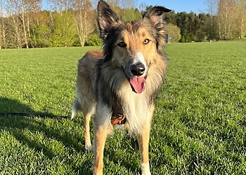 Clicking with Canines Ltd.