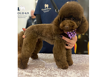 Cloud K9 Professional Grooming