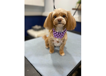 Cloud K9 Professional Grooming