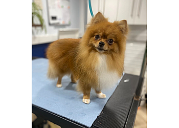 Cloud K9 Professional Grooming Cloud K9 Professional Grooming