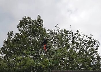 CMC Tree Services