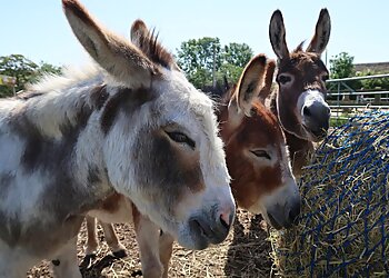Cockfields Farm Park