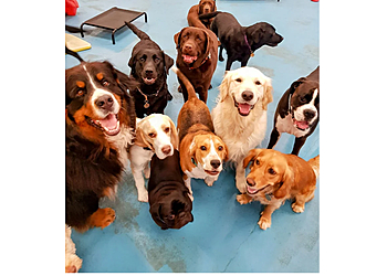 Colchester Canine Creche Colchester Canine Creche