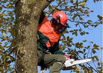 Colchester Tree Services