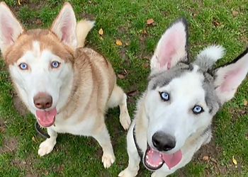 Comfy Paws Canine Care