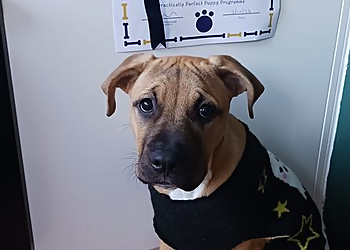 Completely Canines Dog Training