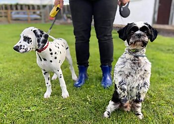 Conifer Kennels & Cattery