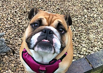 Conifer Kennels & Cattery