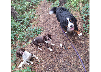 Cookies dog walking services