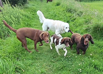 Cookies dog walking services