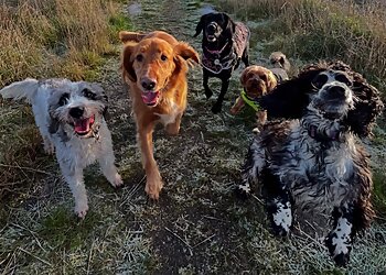 Cooper & Co. Dog Walking