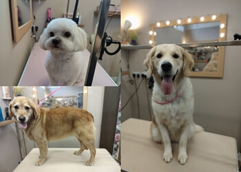 Coopers Dog Grooming Ltd