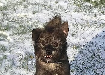 CopperBeech Dog Kennels & Cattery