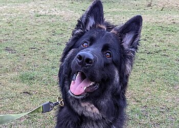 CopperBeech Dog Kennels & Cattery