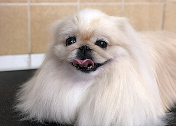 Cosham Dog Grooming Ltd