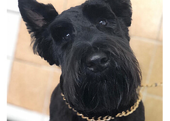 Cosham Dog Grooming Ltd