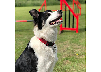 Cotswold Dog Training