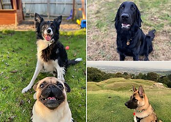 Cotswold Dog Training