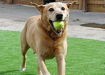 Country Dogs Boarding Kennels