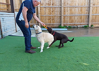 Country Dogs Boarding Kennels