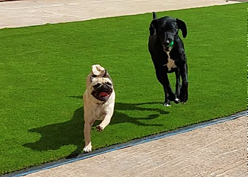 Country Dogs Boarding Kennels