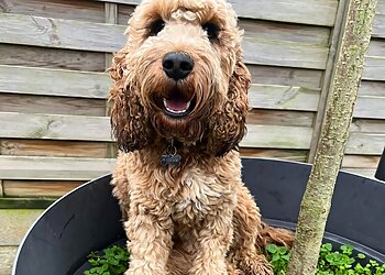 Country House Kennels & Cattery