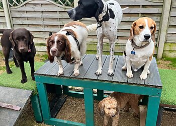 Country House Kennels & Cattery