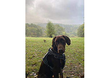 Country Paws Worcester