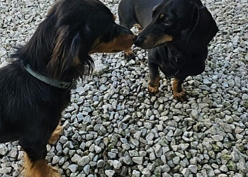 Cow Hill Kennels & Cattery