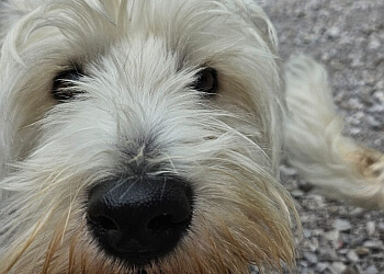 Cow Hill Kennels & Cattery