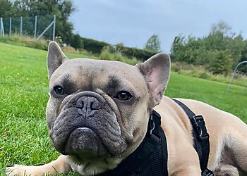 Coxmoor House Kennels & Cattery