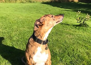 Coxmoor House Kennels & Cattery