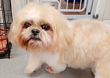 Creatures Great & Small Ltd