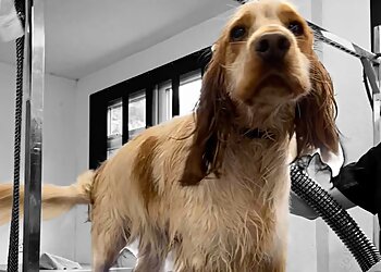 Creatures Great & Small Ltd