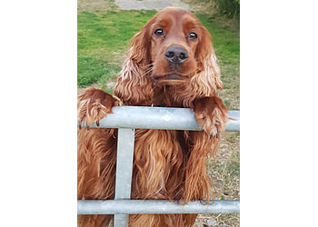 Crinan Kennels & Cattery